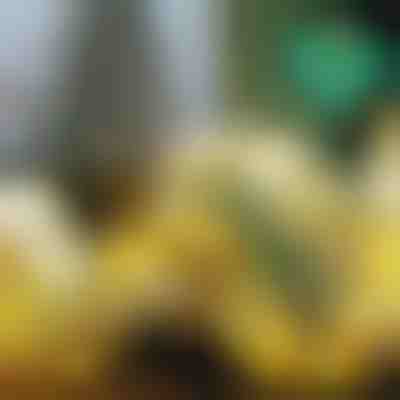 Svetleč božični trak (500 cm) | SHINESTRAP 1+1 GRATIS