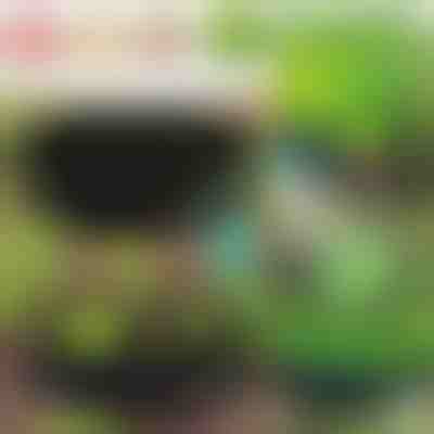 Ekološki vrt za vaše rastline | PLANTIE