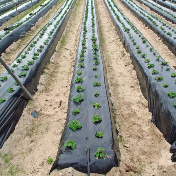 VEGUARD58986__bcf7dc79